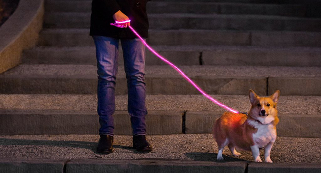 Nitey leash online
