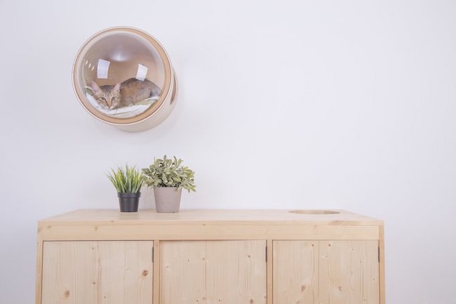 貓咪也有膠囊旅館，觀察主子睡覺好幸福