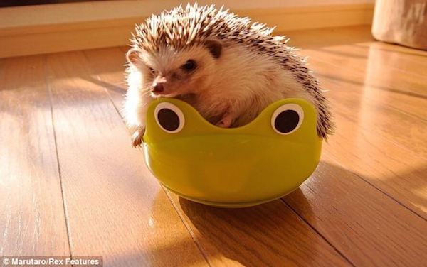 療癒系動物明星～小刺蝟Marutaro的百變耍萌照