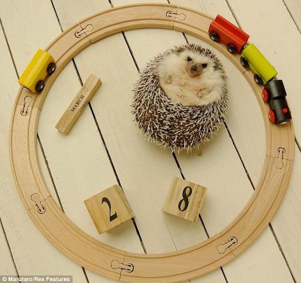 療癒系動物明星～小刺蝟Marutaro的百變耍萌照