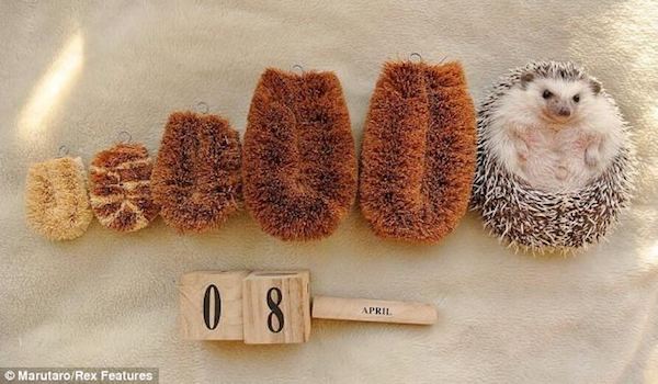 療癒系動物明星～小刺蝟Marutaro的百變耍萌照