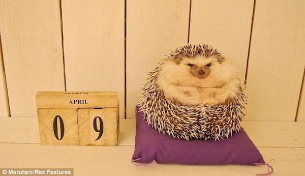 療癒系動物明星～小刺蝟Marutaro的百變耍萌照