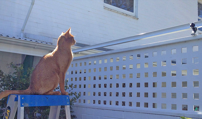 你抓不住我！最安全的貓咪防護欄－澳洲Oscillot | 大人物- 91829