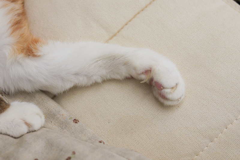 請笑納貓奴的一片真心吧(戴上)!帶給貓貓安全感的「neko zuki」剪指甲面罩