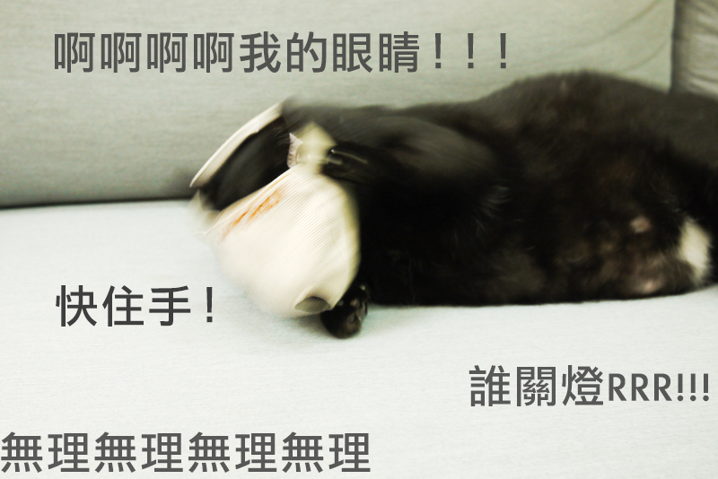 請笑納貓奴的一片真心吧(戴上)!帶給貓貓安全感的「neko zuki」剪指甲面罩