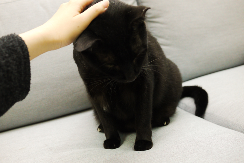 請笑納貓奴的一片真心吧(戴上)!帶給貓貓安全感的「neko zuki」剪指甲面罩