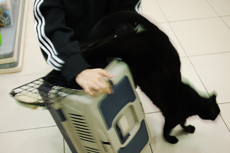 請笑納貓奴的一片真心吧(戴上)!帶給貓貓安全感的「neko zuki」剪指甲面罩