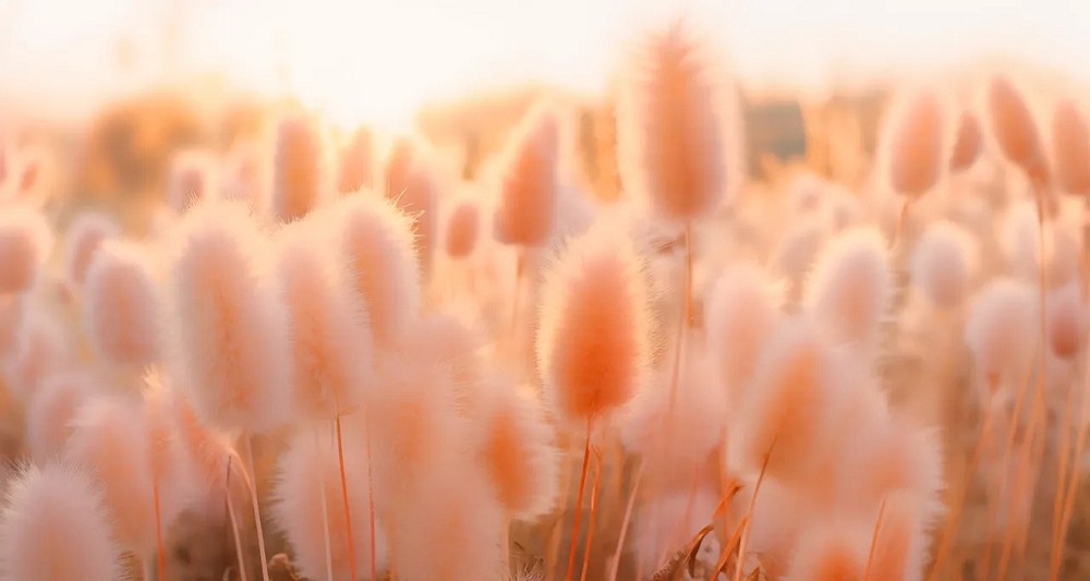 Pantone 2024年度代表色「柔和桃Peach Fuzz」！詩意浪漫又充滿溫暖的蜜桃色