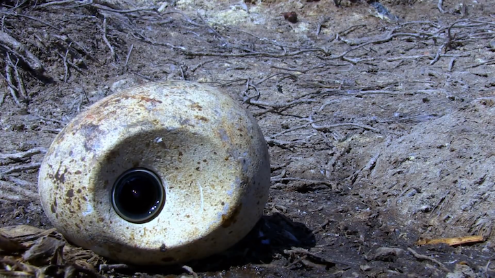 野生攝影可以這樣玩，偽裝成企鵝蛋的攝影機