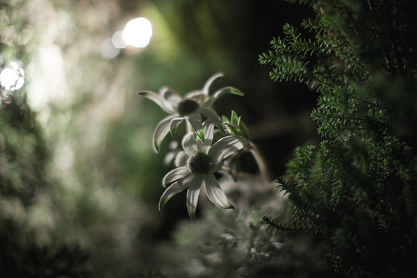 坐落在銀座 Hermès 前的超美迷你冬季森林溜冰場