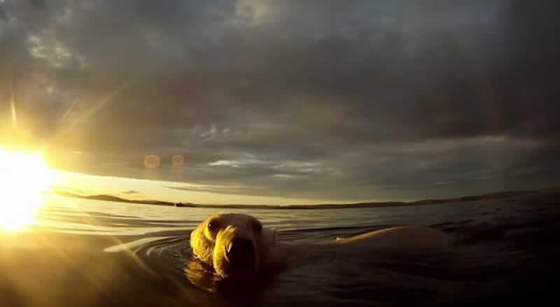  GoPro 眼中的北極熊泳姿