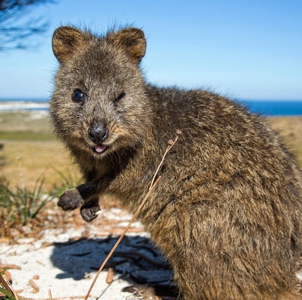 萌到讓人難以招架！超可愛動物「短尾矮袋鼠 Quokka」攝影集