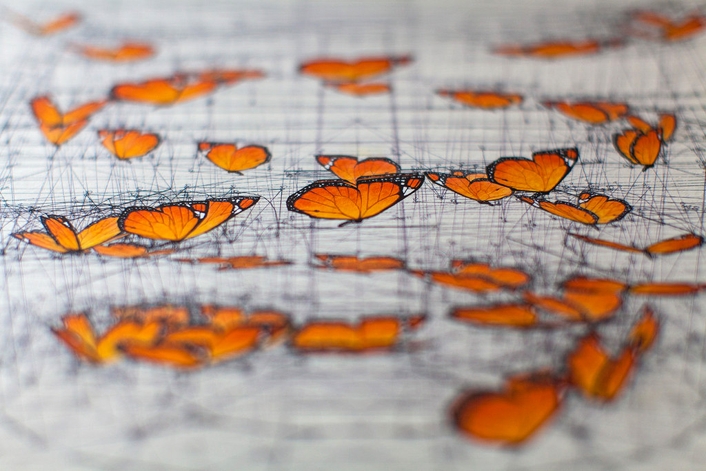 療癒黃金比例著色本！藝術家Rafael Araujo手繪蝴蝶飛舞、鸚鵡螺等自然數學之美