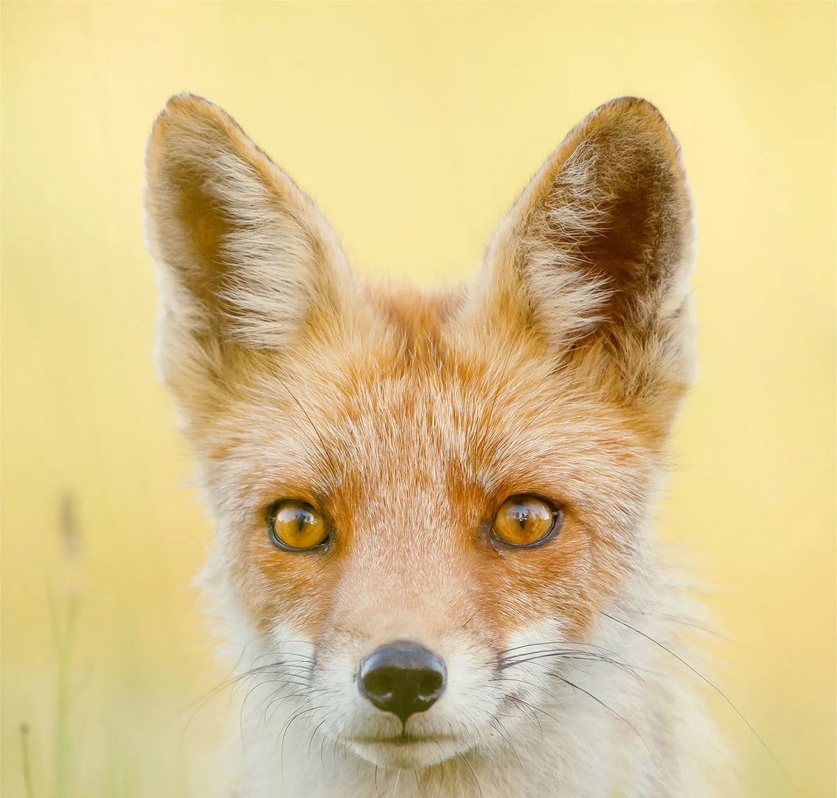 療癒狐狸攝影！荷蘭攝影師Roeselien Raimond捕捉64張可愛狐狸多元肖像