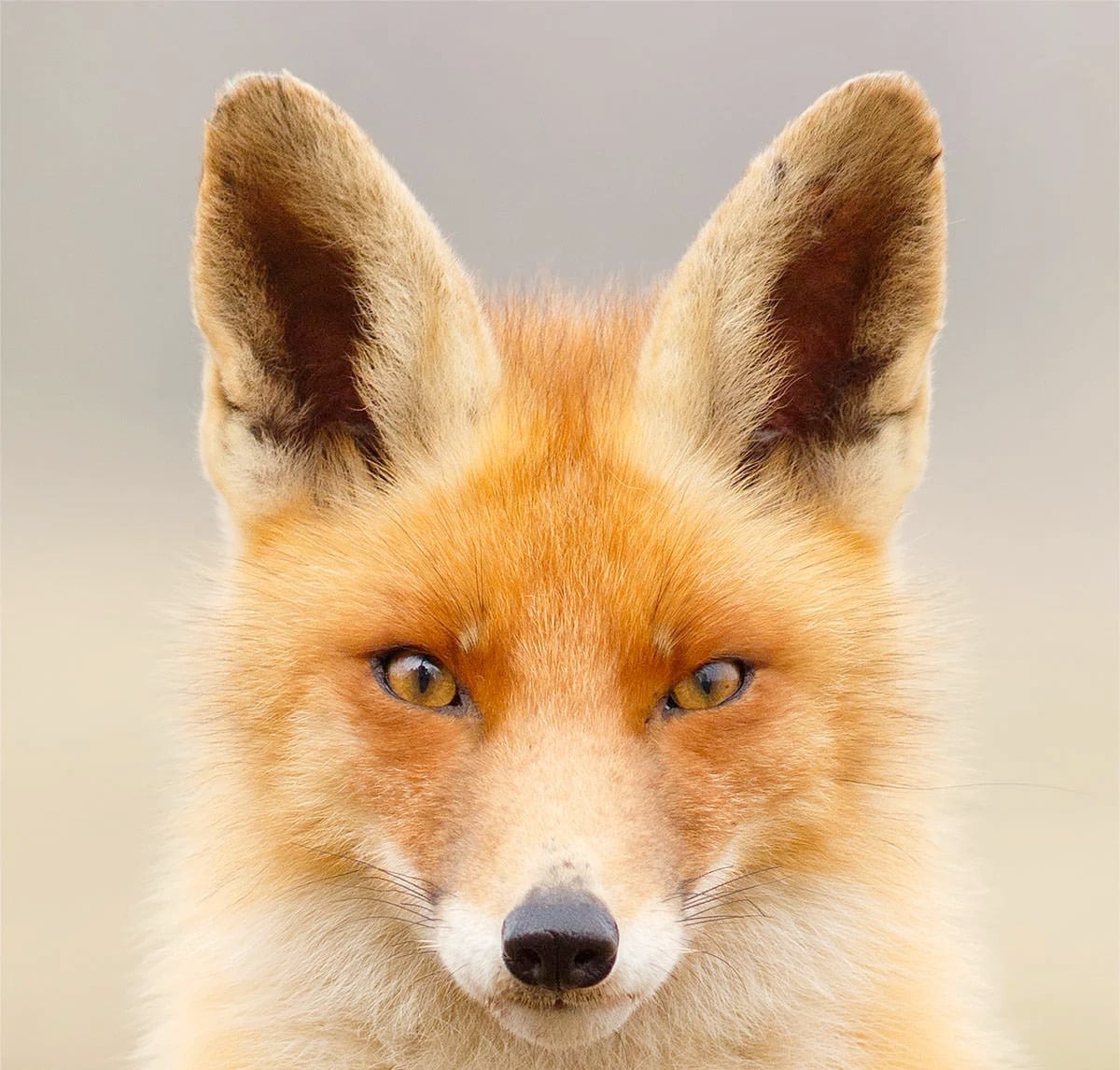 療癒狐狸攝影！荷蘭攝影師Roeselien Raimond捕捉64張可愛狐狸多元肖像