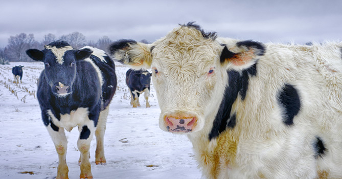 鮮奶如何不酸敗？古人說：丟隻青蛙進去就可以了(大驚)