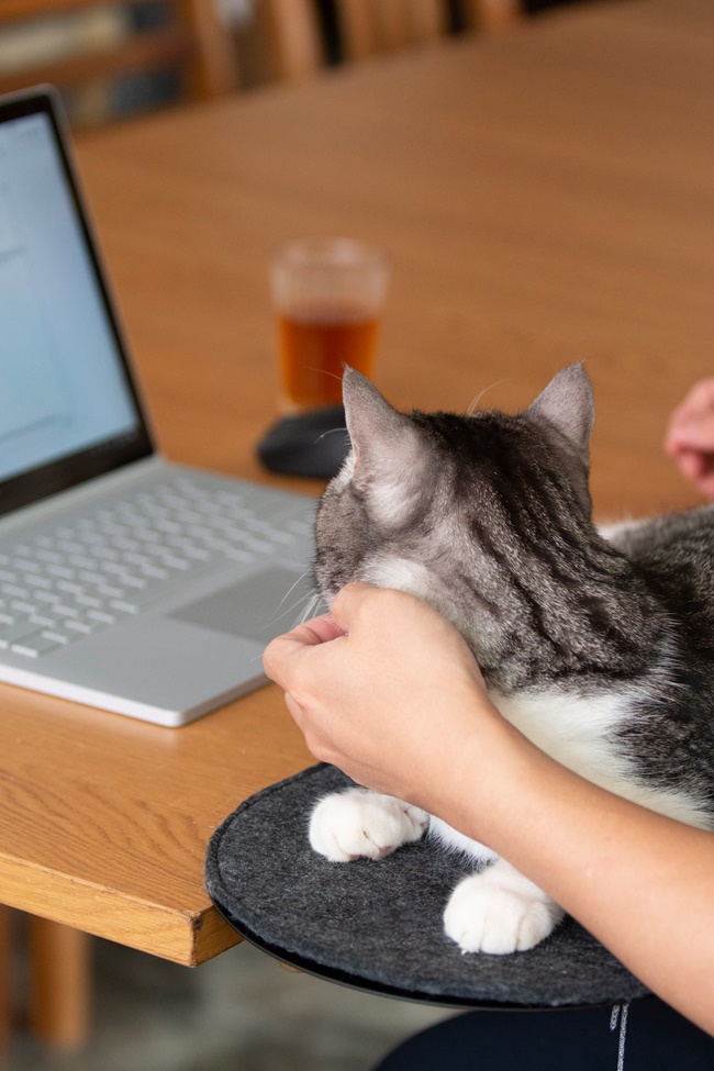 貓奴不再傷腦筋，「CATTSUP」專為都市貓咪打造的走跳遊樂園