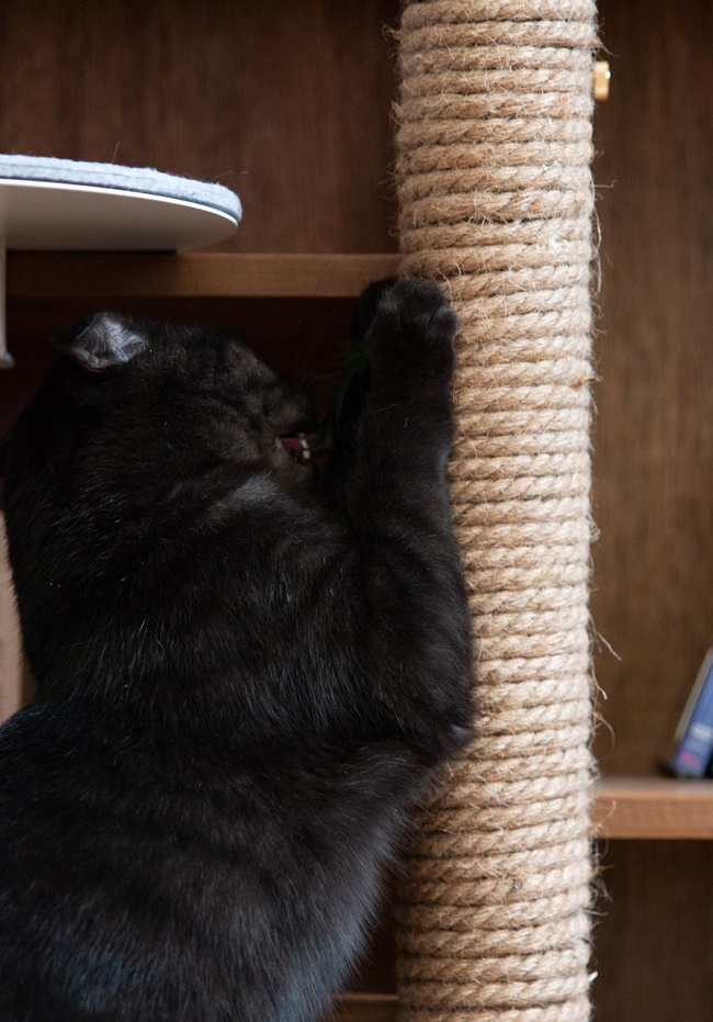 貓奴不再傷腦筋，「CATTSUP」專為都市貓咪打造的走跳遊樂園