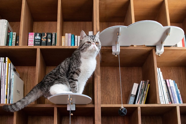 貓奴不再傷腦筋，「CATTSUP」專為都市貓咪打造的走跳遊樂園