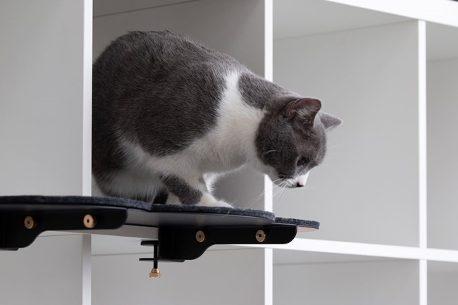 貓奴不再傷腦筋，「CATTSUP」專為都市貓咪打造的走跳遊樂園