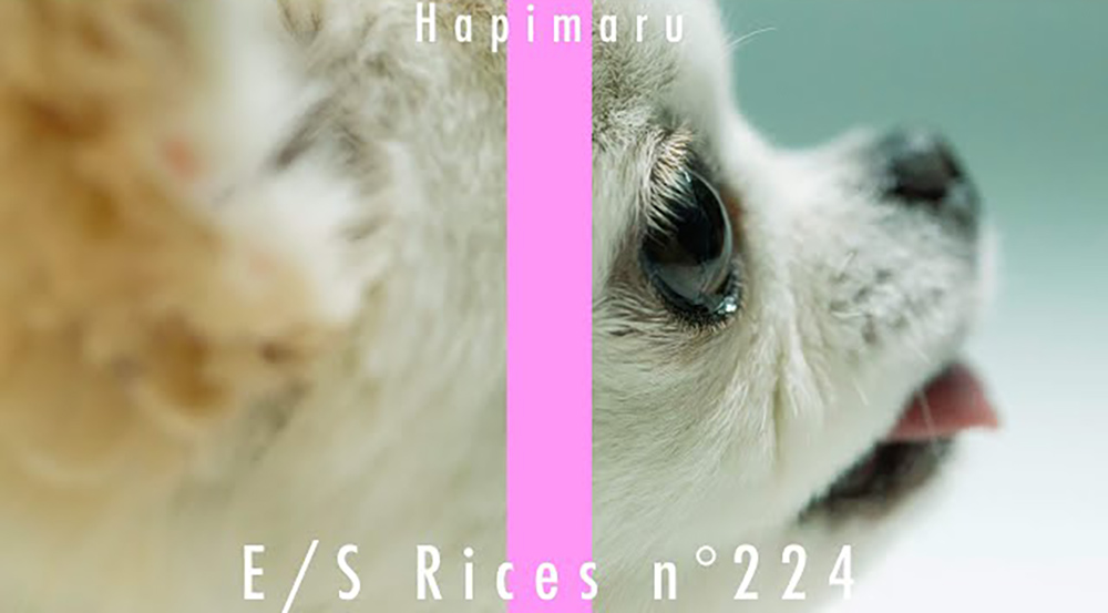 日本YT頻道「THE F1RST RICE」！一鏡到底吃飯ASMR、吉娃娃詮釋進食美味瞬間