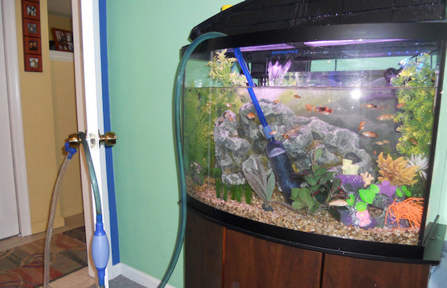 【長知識】 為什麼養魚不能直接用自來水？