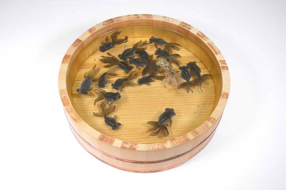 台南奇美博物館《跳出格子吧!》亮點!打字機畫作、超擬真3D金魚畫等藝術創作