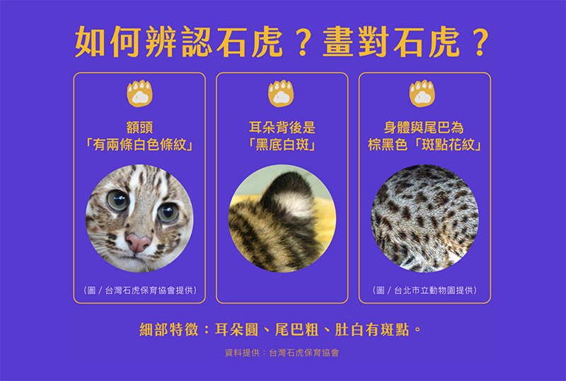 石虎畫起來!「石虎畫撥專線」號召創作石虎繪畫,逾 3000 則精彩作品收錄搶先看