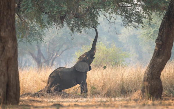 累了嗎？和超萌動物們一起伸懶腰吧！