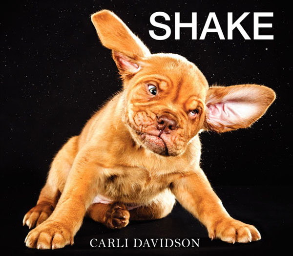 shake-dogs-caught-shaking-by-carli-davidson-1.jpg