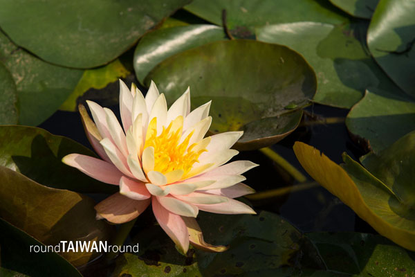 【台灣旅行】不用羨慕國外  台灣早有退役火車改造的餐廳與民宿！