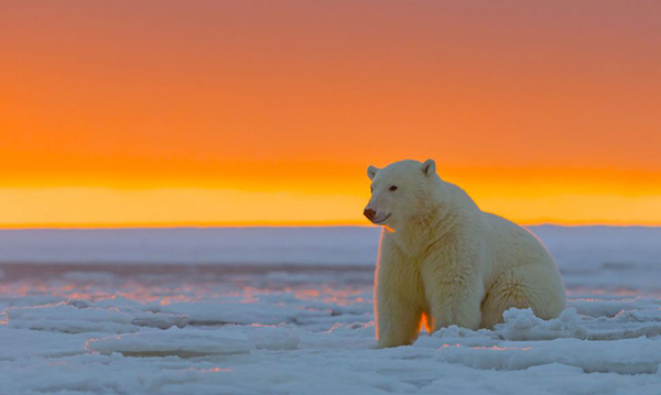 絕美夕陽點綴銀白色的北極大地-「夕陽 X 北極熊攝影集」