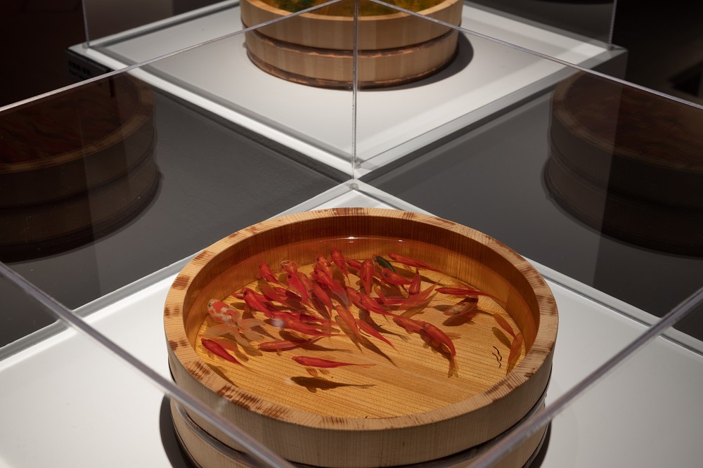 台南奇美博物館《跳出格子吧!》亮點!打字機畫作、超擬真3D金魚畫等藝術創作