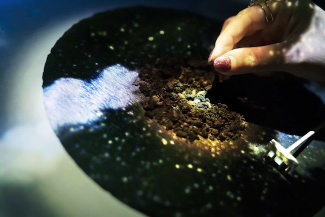 日式元素結合光雕投影，TREE by NAKED yoyogi park隱身代代木公園必去餐廳！