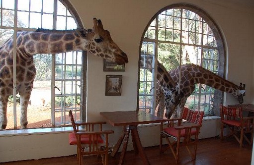 傳說中的伊甸園！與長頸鹿一同花園漫散步♥