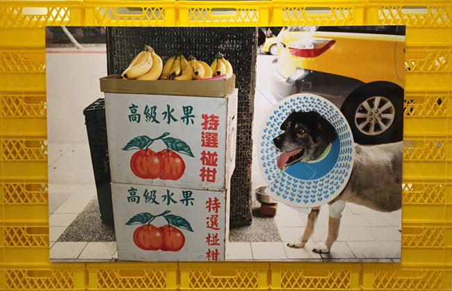 【觀展心得】川島小鳥《明星》寫真展,時光機的色彩 - 年輕軀殼裡的貼心老靈魂