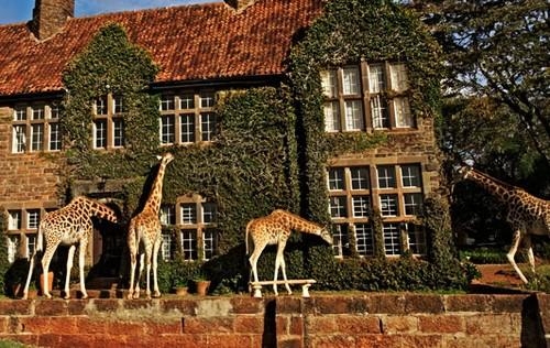 傳說中的伊甸園！與長頸鹿一同花園漫散步♥