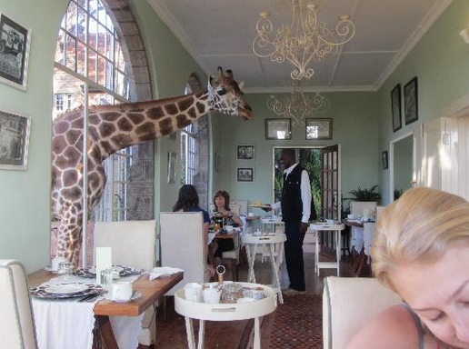 傳說中的伊甸園！與長頸鹿一同花園漫散步♥