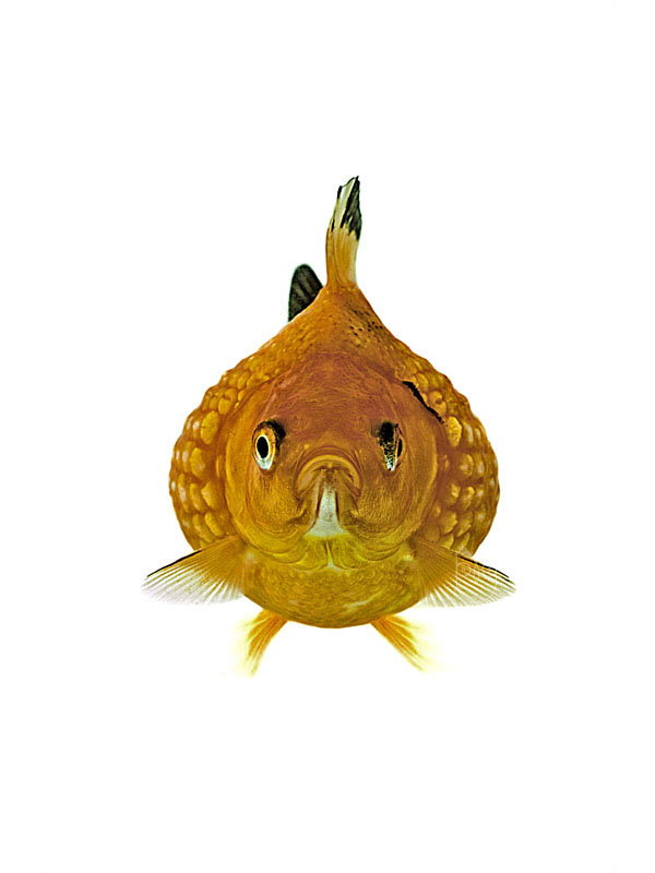 光看心情就好一半！「Ernsphy」的呆呆臉寵物魚攝影