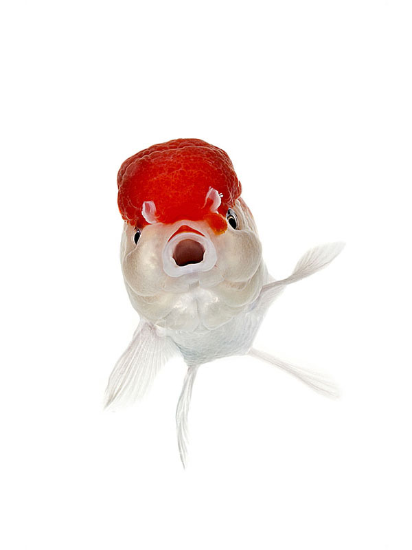 光看心情就好一半！「Ernsphy」的呆呆臉寵物魚攝影