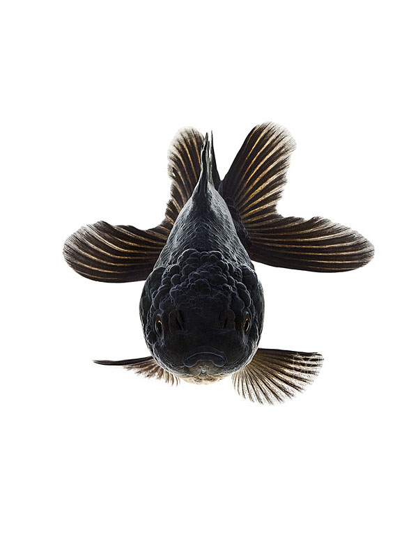 光看心情就好一半！「Ernsphy」的呆呆臉寵物魚攝影