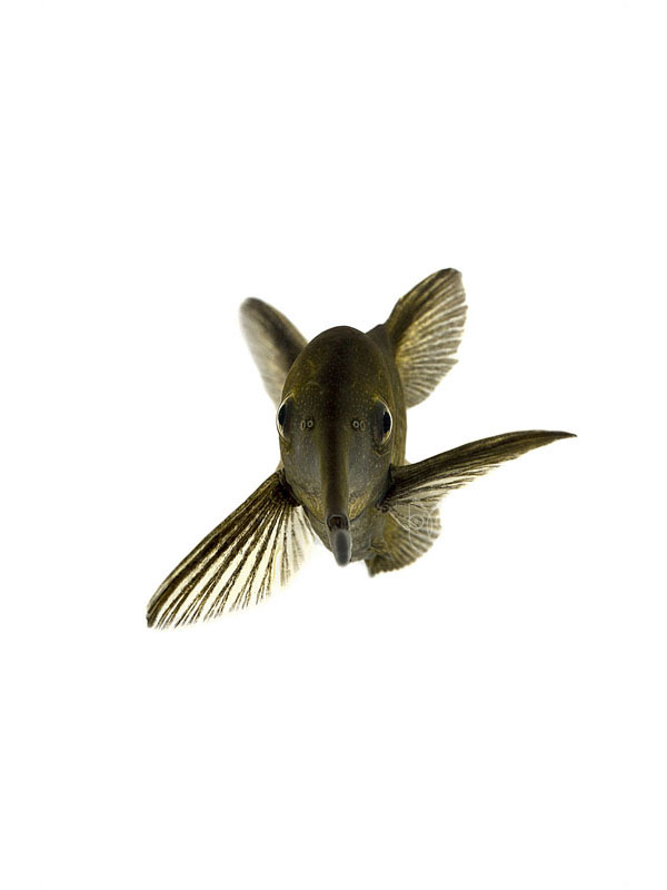 光看心情就好一半！「Ernsphy」的呆呆臉寵物魚攝影