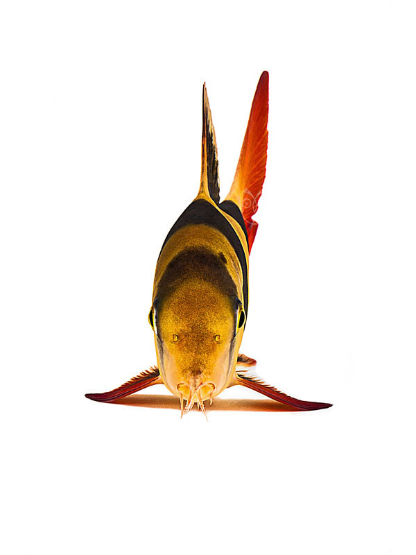 光看心情就好一半！「Ernsphy」的呆呆臉寵物魚攝影