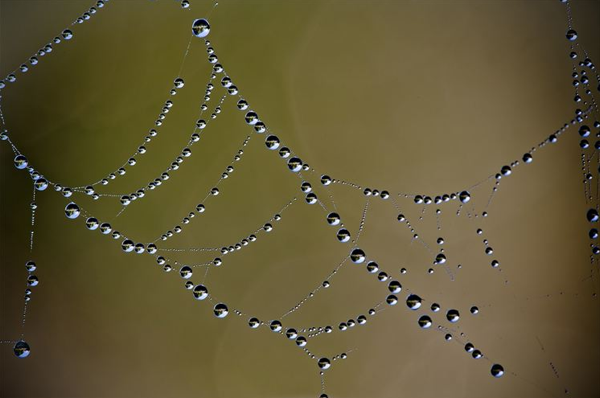 如水晶藝品般的昆蟲微距攝影