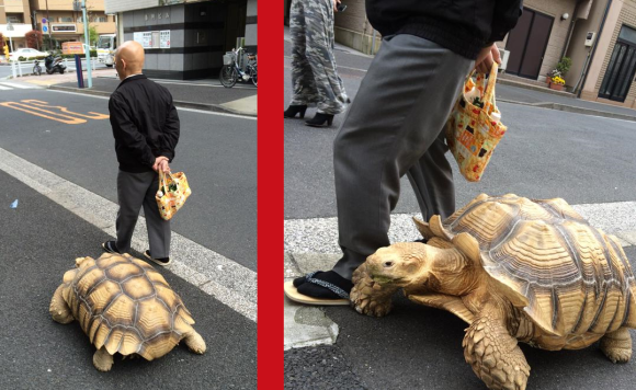 一起去散步吧！日本老人和陸龜的友好日常活動