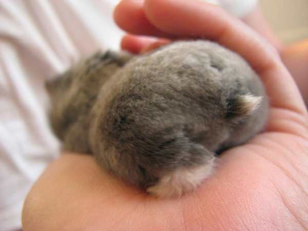 療癒新星！日本 Twitter 近期最流行的倉鼠屁屁