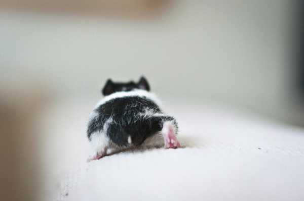 療癒新星！日本 Twitter 近期最流行的倉鼠屁屁