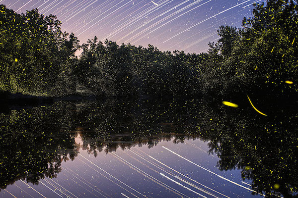 夢幻到極點的螢火蟲縮時攝影