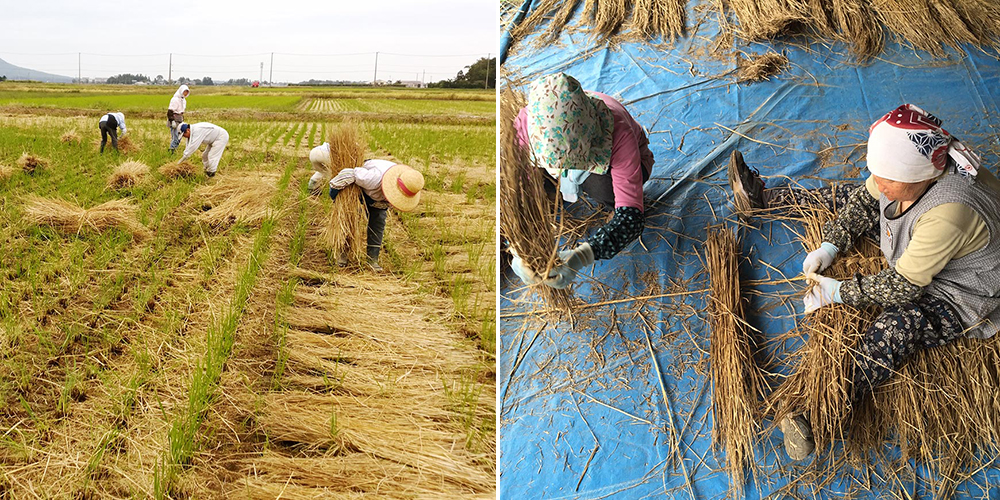 稻草與傳統工藝結合！2021日本「稻草藝術節」展出鳳凰、防疫妖怪Amabie與達摩等巨型裝置藝術
