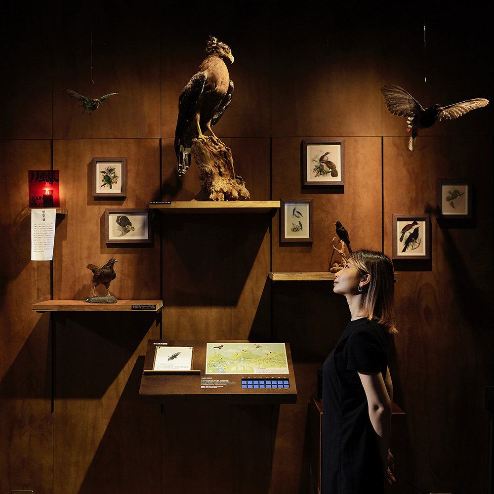 陽明實驗山屋「火山心跳 」展覽7大亮點！火山聲紋、鳥鳴等聲響裝置展現陽明山聲音風景